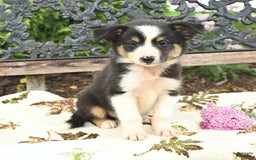 Miniature Australian Shepherd dogs for sale: Ranger - Image 3