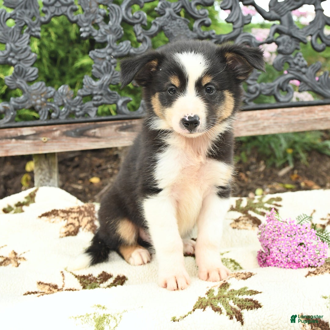 Miniature Australian Shepherd dogs for sale: Ranger - Image 3