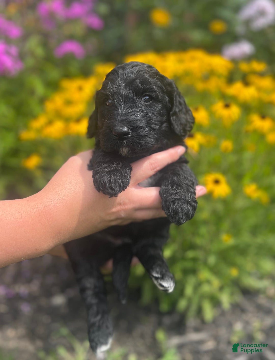 Goldendoodle dogs for sale: Ash - Image 2