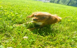 Cavalier King Charles Spaniel dogs for sale: Knuckles - Image 2