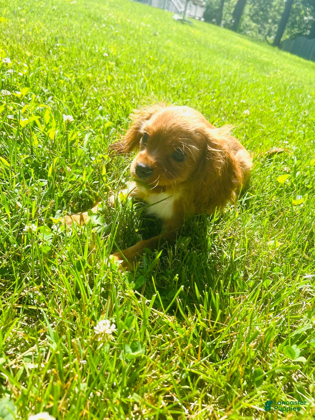 Cavalier King Charles Spaniel dogs for sale: Knuckles - Image 2