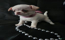 Chihuahua dogs for sale: Chanel - Image 1