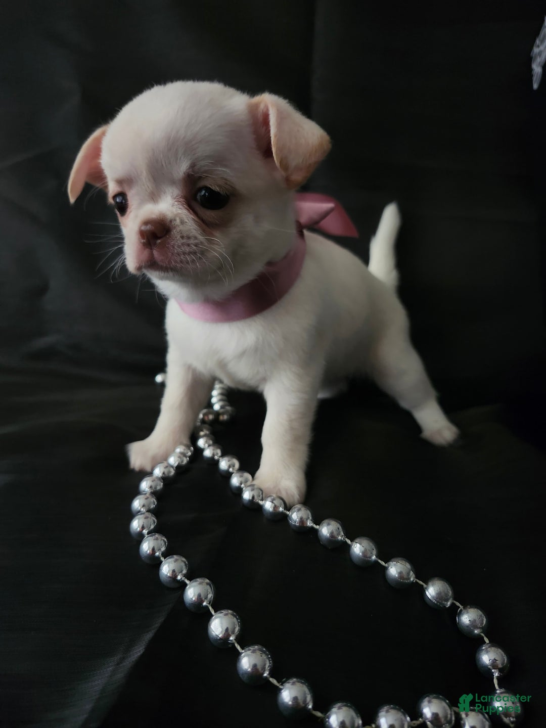 Chihuahua dogs for sale: Chanel - Image 1