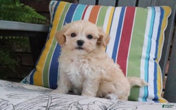 Maltipoo dogs for sale: Patsy - Image 1