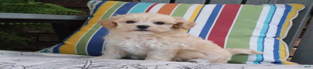 Patsy