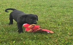 Labrador Retriever dogs for sale: Chelsea - Image 7