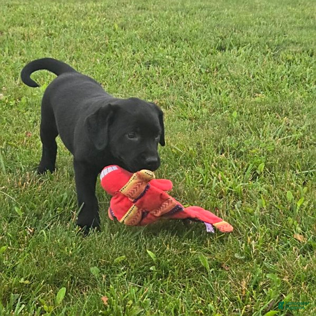 Labrador Retriever dogs for sale: Chelsea - Image 7