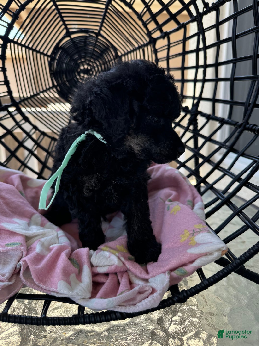 Miniature Poodle dogs for sale: Wolverine - Image 3