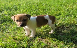 Jack Russell Terrier dogs for sale: Jack Russell Terrier Pike - Image 3