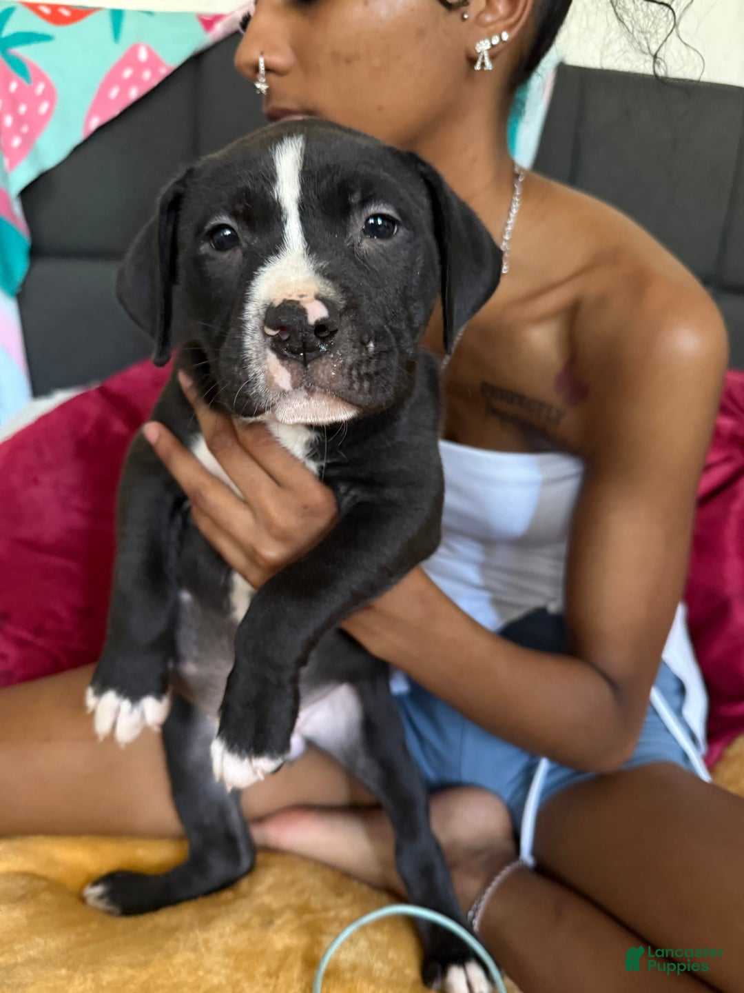 American Pit Bull Terrier dogs for sale: Cookie - Image 2