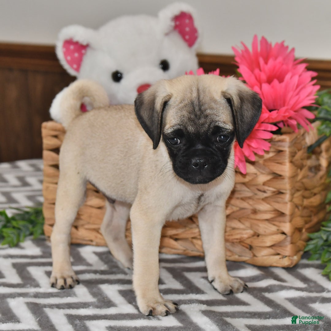 Pug dogs for sale: Frisky - Image 4