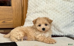 Maltipoo dogs for sale: Jerry - Image 7