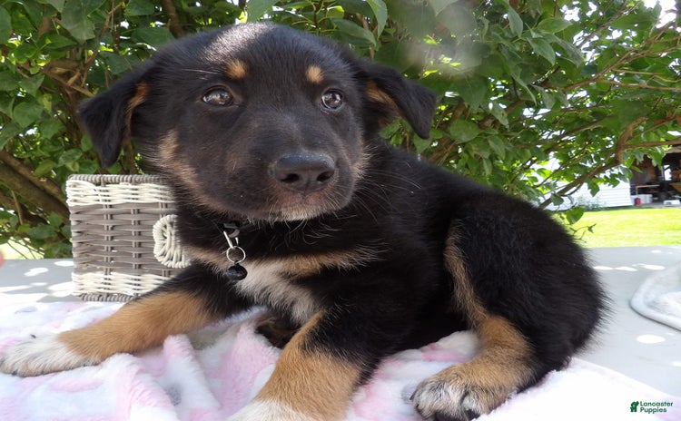German Shepherd dogs for sale - Ad 2