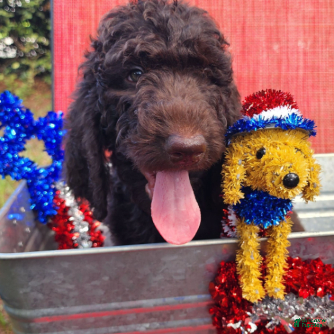 Goldendoodle dogs for sale: Dutch - Image 1