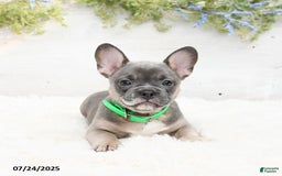French Bulldog dogs for sale: Tessa - Image 2