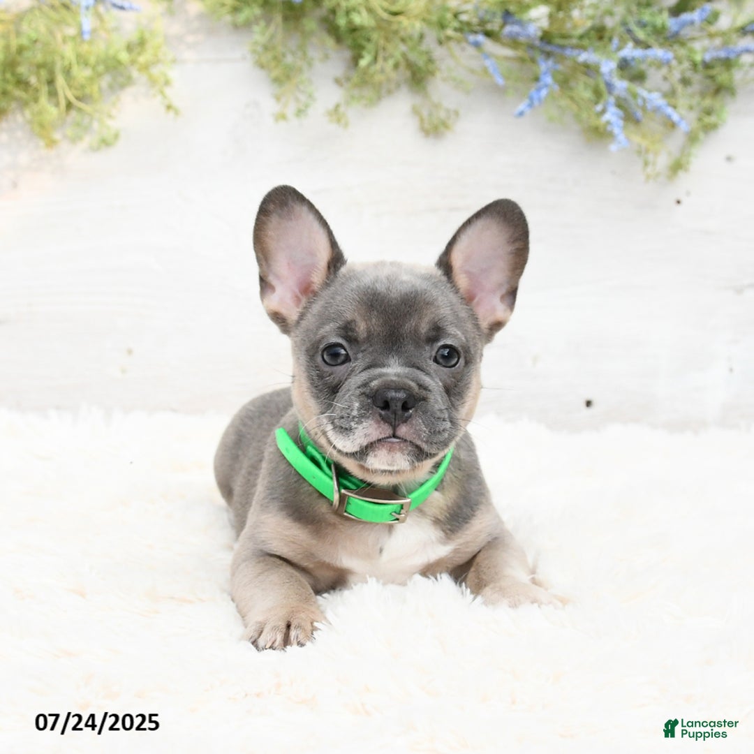 French Bulldog dogs for sale: Tessa - Image 2