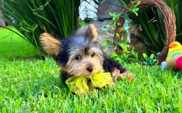 Yorkshire Terrier dogs for sale: Jeff - Image 2