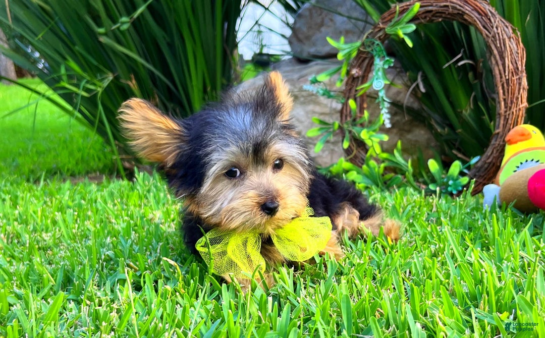 Yorkshire Terrier dogs for sale: Jeff - Image 2