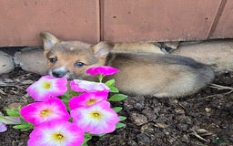 Welsh Corgi Pembroke dogs for sale: Bover - Image 2