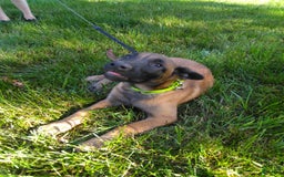 Belgian Malinois dogs for sale: Dakota - Image 6