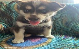 Pomsky dogs for sale: Regina - Image 5