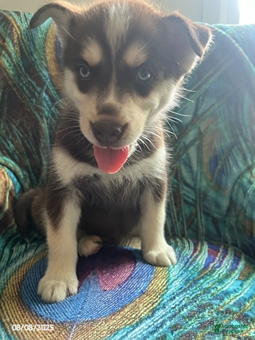 Pomsky dogs for sale: Regina - Image 5