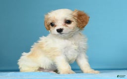 Cavachon dogs for sale: Marshmallow - Image 3