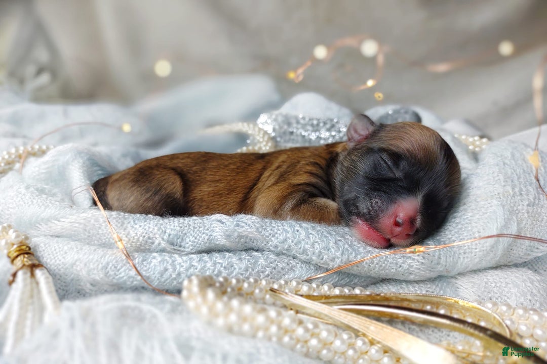 Morkie dogs for sale: Rare Gold Flame - Image 16