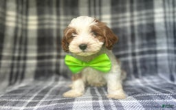 Cavapoo dogs for sale: Cheeto - Image 9