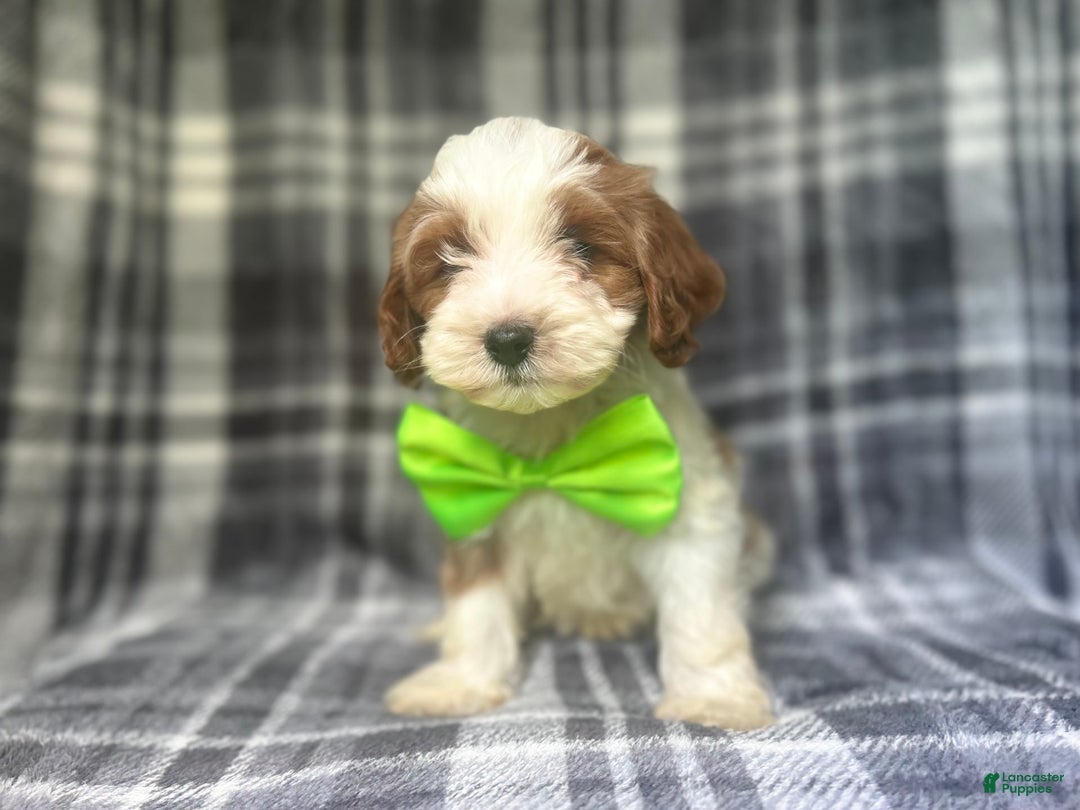Cavapoo dogs for sale: Cheeto - Image 9