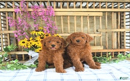 Mini Goldendoodle dogs for sale: Harper - Image 5