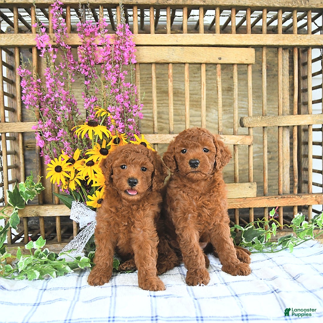 Mini Goldendoodle dogs for sale: Harper - Image 5