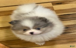 Pomeranian dogs for sale: Akc Madison - Listing for pets: Akc Madison - Image 2