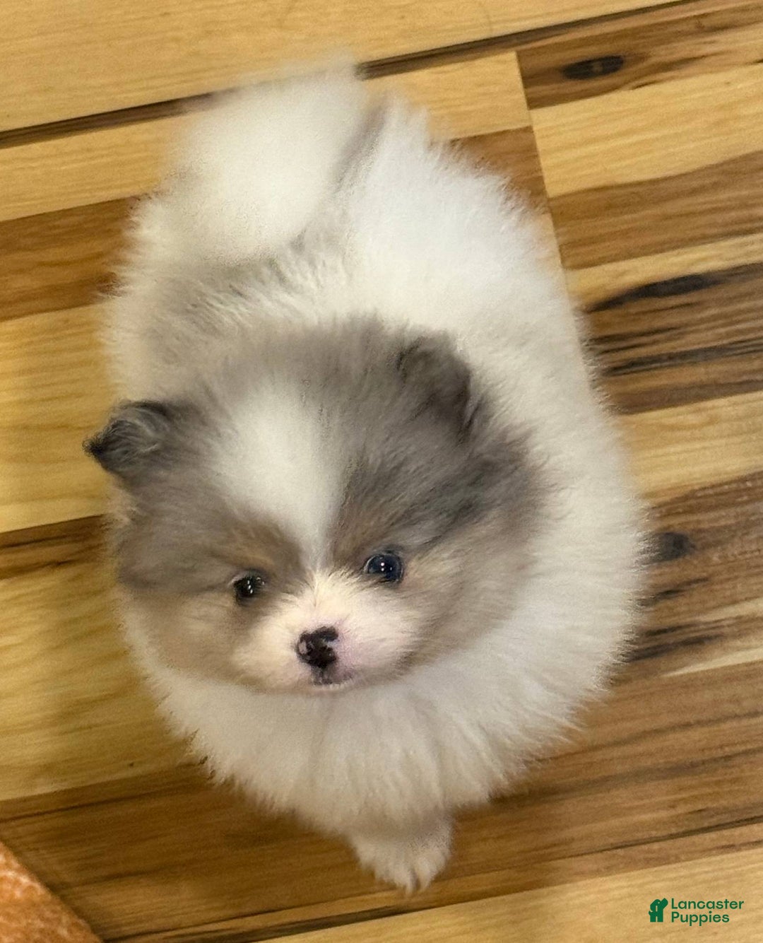 Pomeranian dogs for sale: Akc Madison - Listing for pets: Akc Madison - Image 2