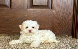 Havanese dogs for sale: Connor - Image 5