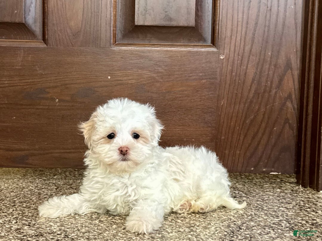 Havanese dogs for sale: Connor - Image 5