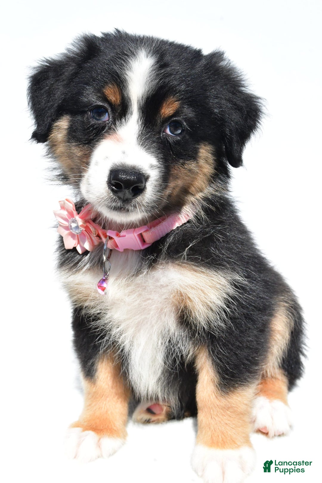 Australian Shepherd dogs for sale: Kiki - Image 1