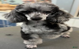 Toy Poodle dogs for sale: Soba - Image 3