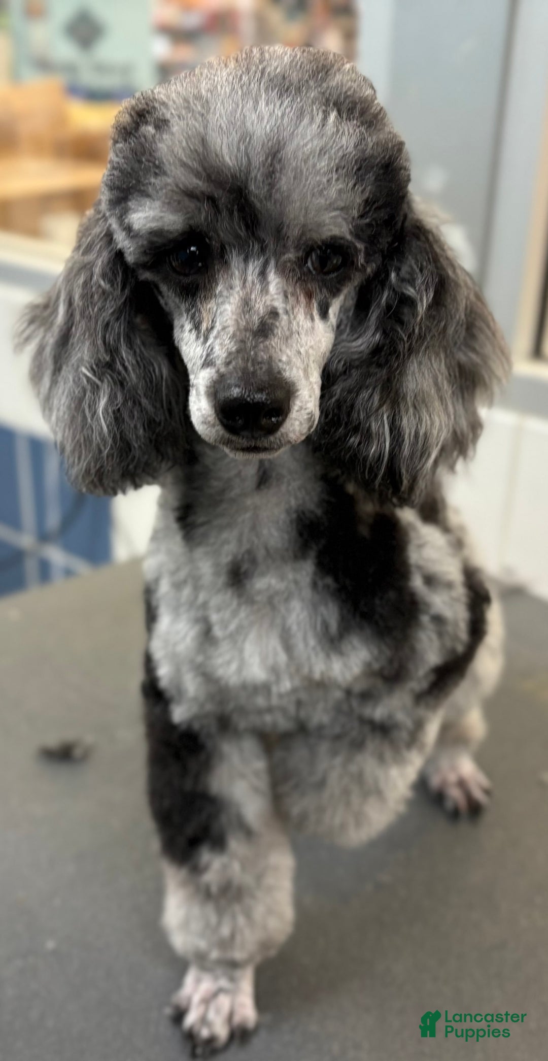 Toy Poodle dogs for sale: Soba - Image 3