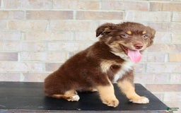 Australian Shepherd dogs for sale: Australian Shepherd 7 puppies - Image 6