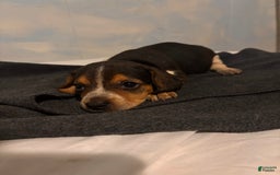Doberman Pinscher dogs for sale: Toyo Juniors - Image 6