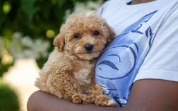 Miniature Poodle dogs for sale: Precious - Image 6