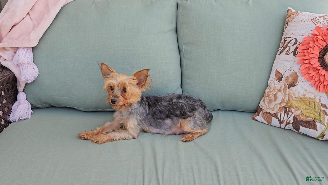 Yorkshire Terrier dogs for sale: Chase - Image 5