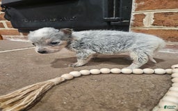 Australian Cattle Dog dogs for sale: Bitsy - Image 2