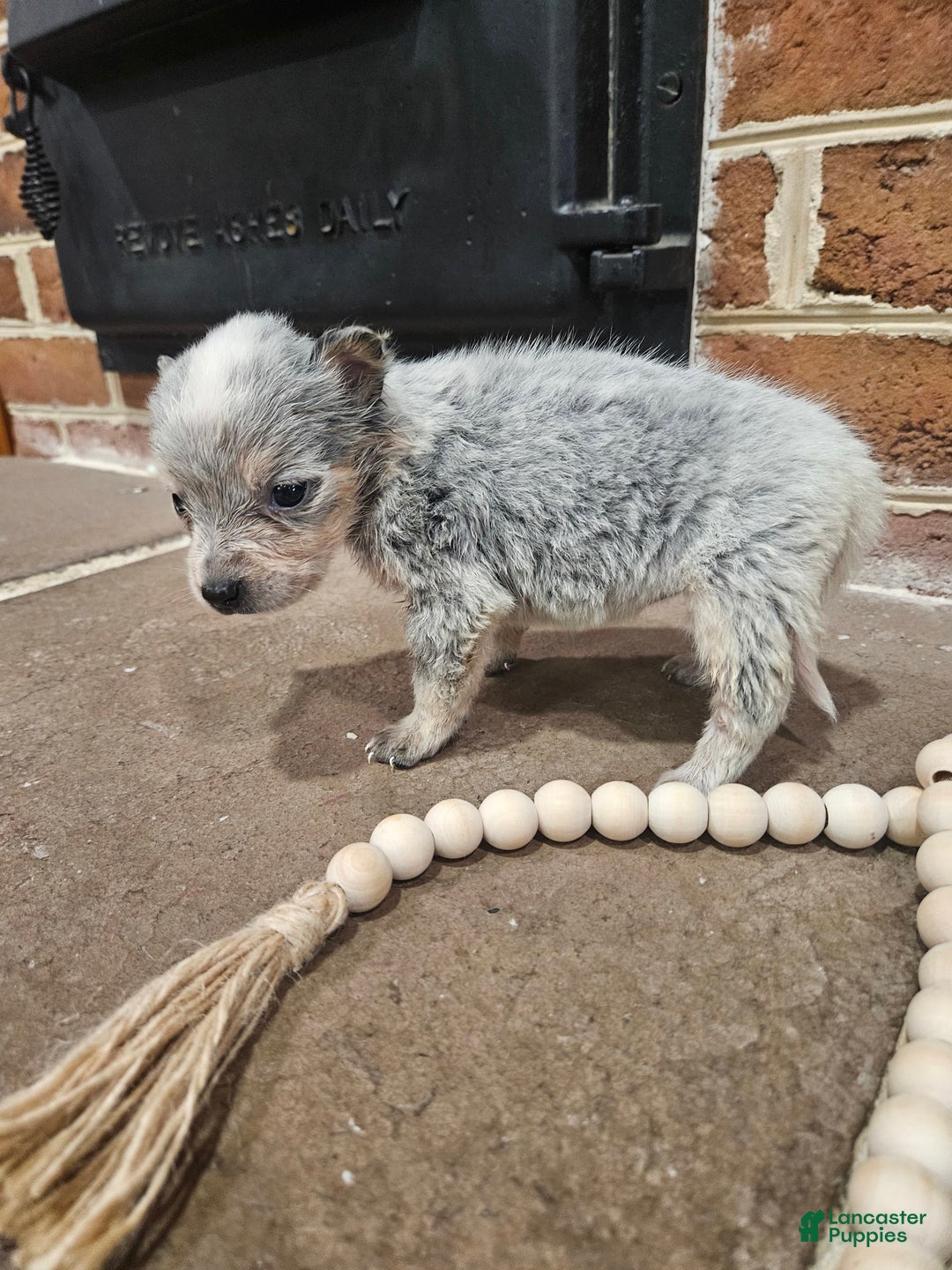 Australian Cattle Dog dogs for sale: Bitsy - Image 2
