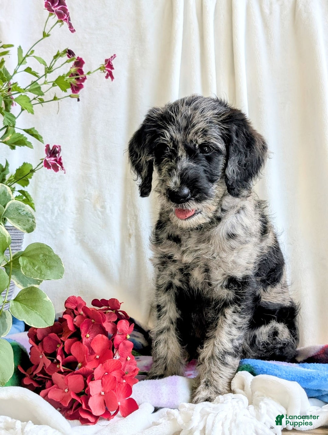 Labradoodle dogs for sale: Bella - Image 6