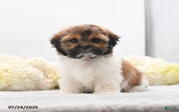 Shih Tzu dogs for sale: Jolene - Image 4