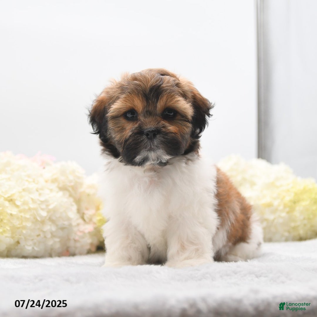 Shih Tzu dogs for sale: Jolene - Image 4