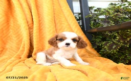 Cavalier King Charles Spaniel dogs for sale: Georgie - Image 2
