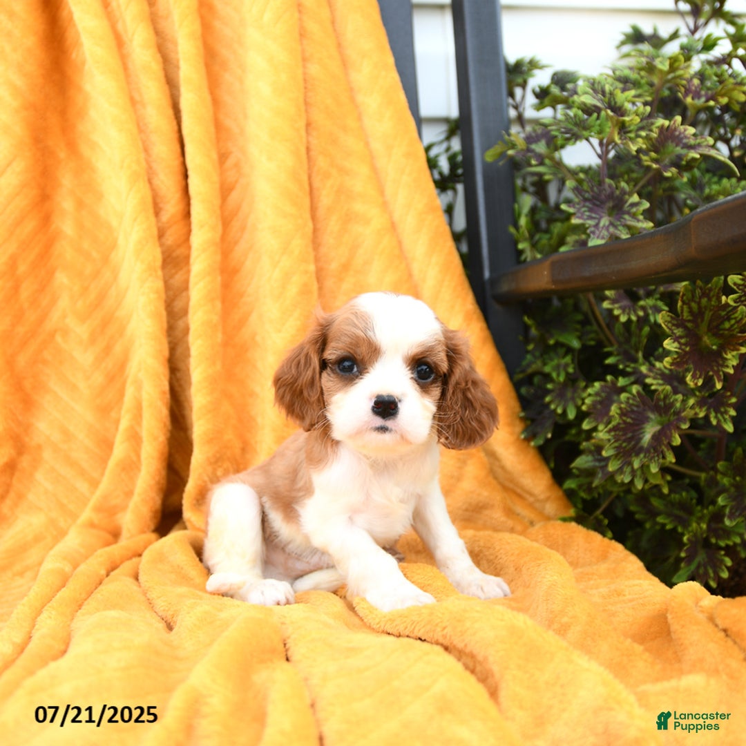 Cavalier King Charles Spaniel dogs for sale: Georgie - Image 2